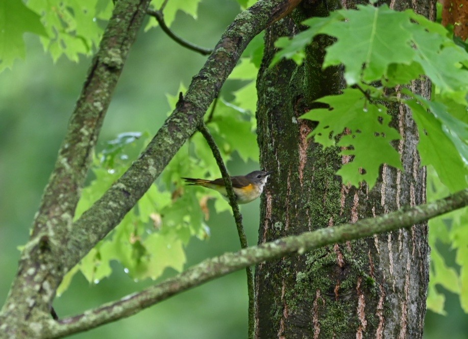 American Redstart - ML619766635