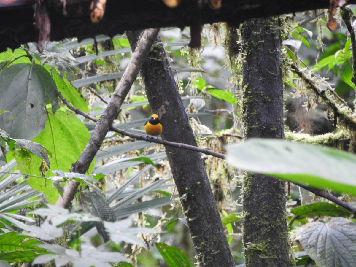 Orange-crowned Euphonia - ML619766651