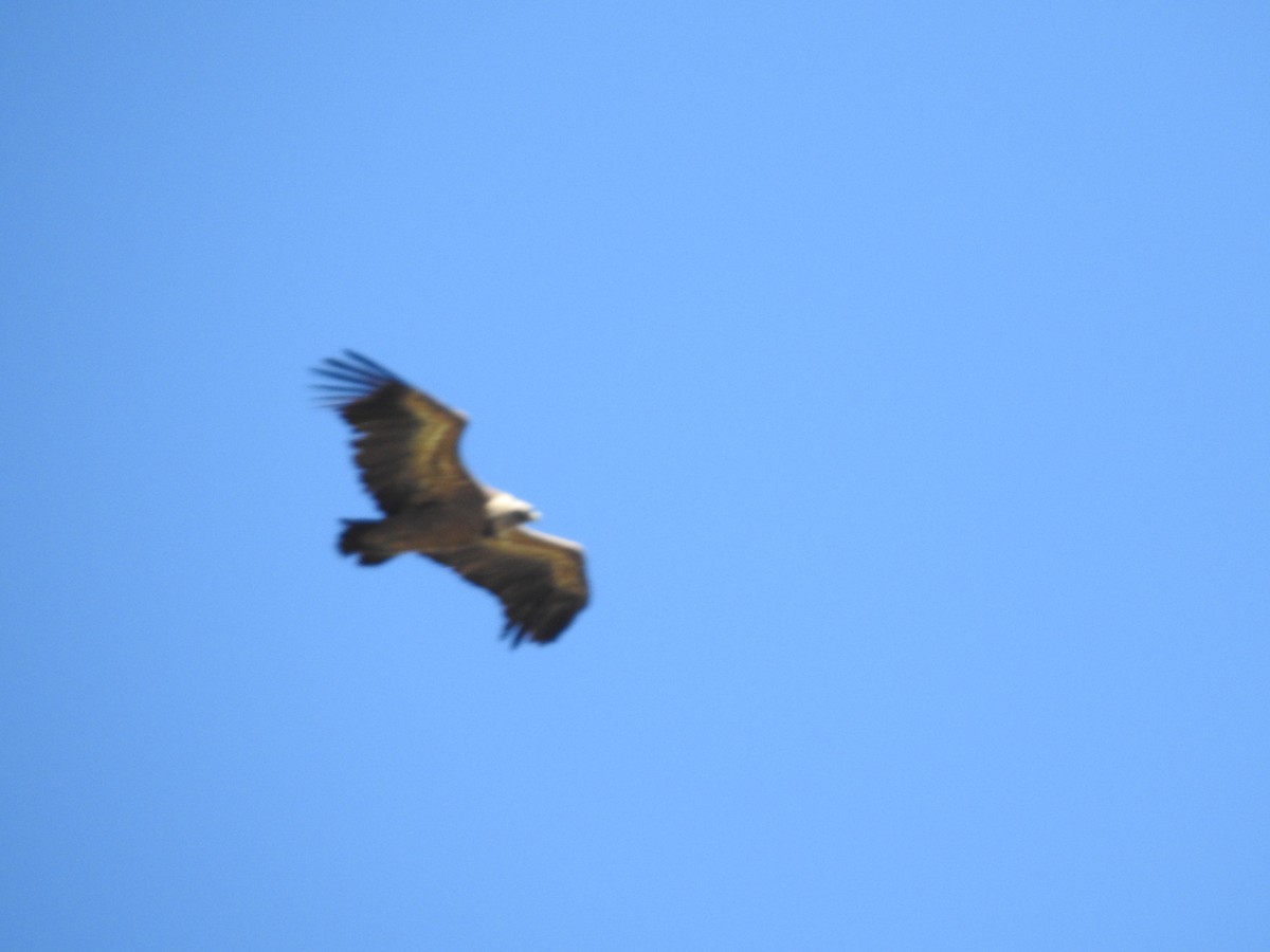 Eurasian Griffon - ML619766678