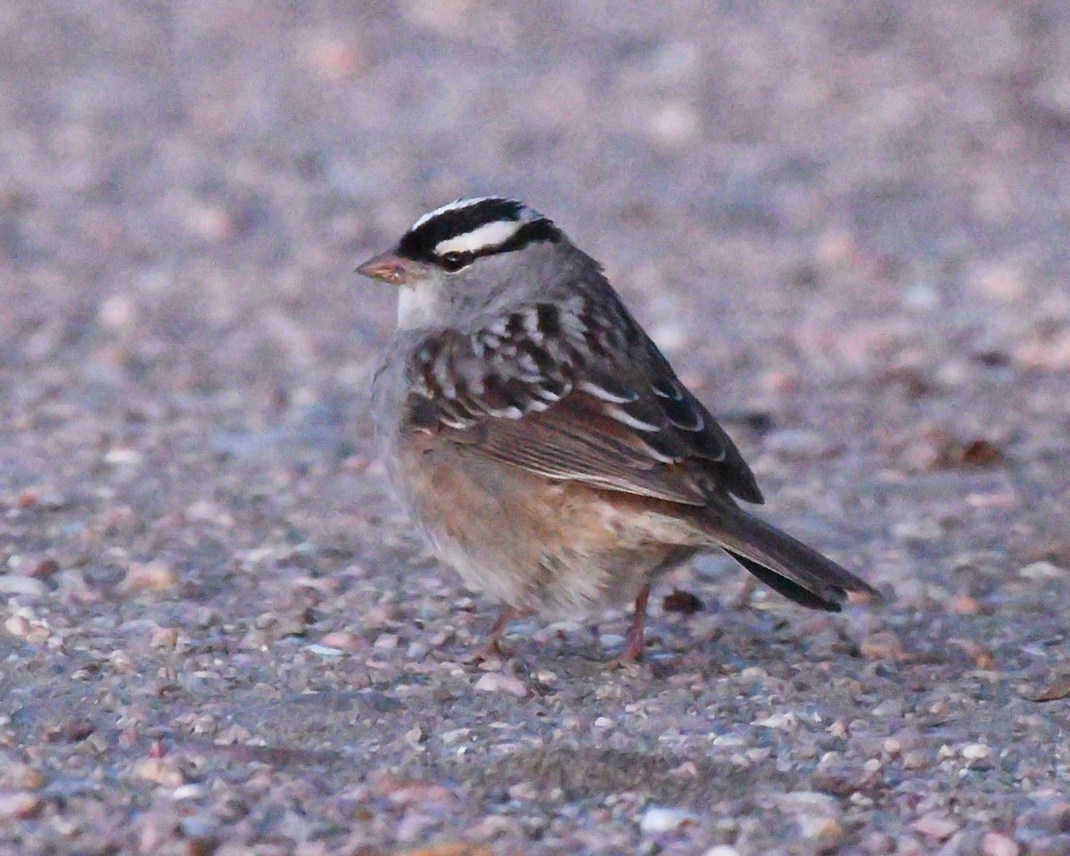 White-crowned Sparrow (Dark-lored) - ML619766684