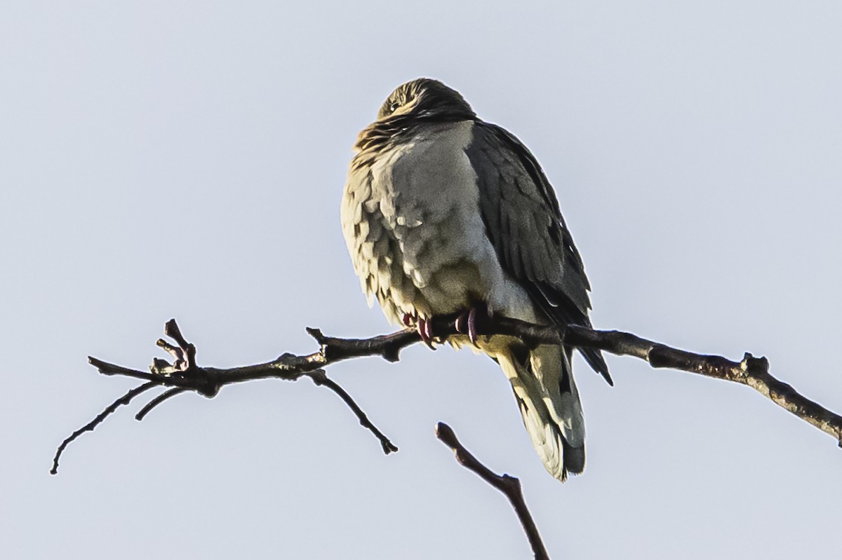 Eared Dove - ML619766702