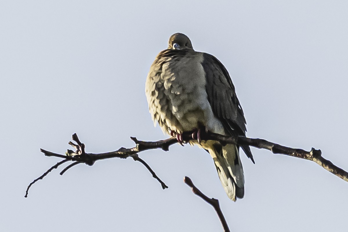 Eared Dove - ML619766704