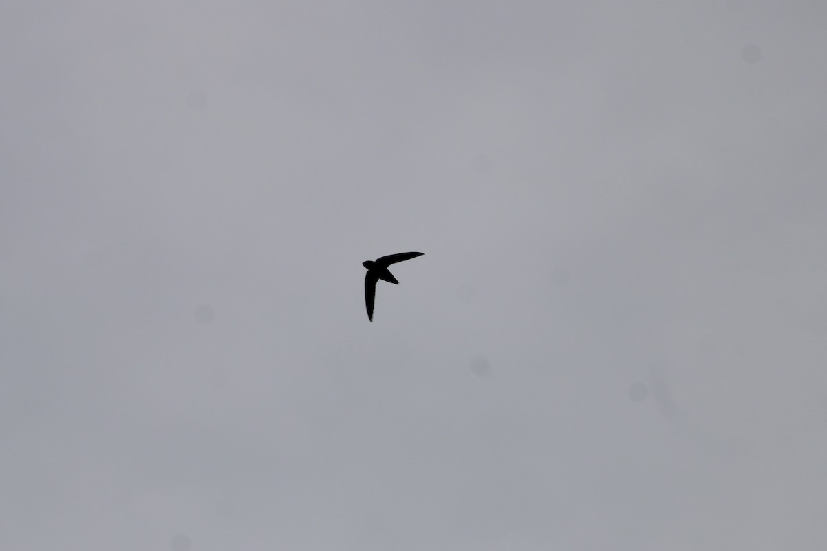 Chimney Swift - ML619766716