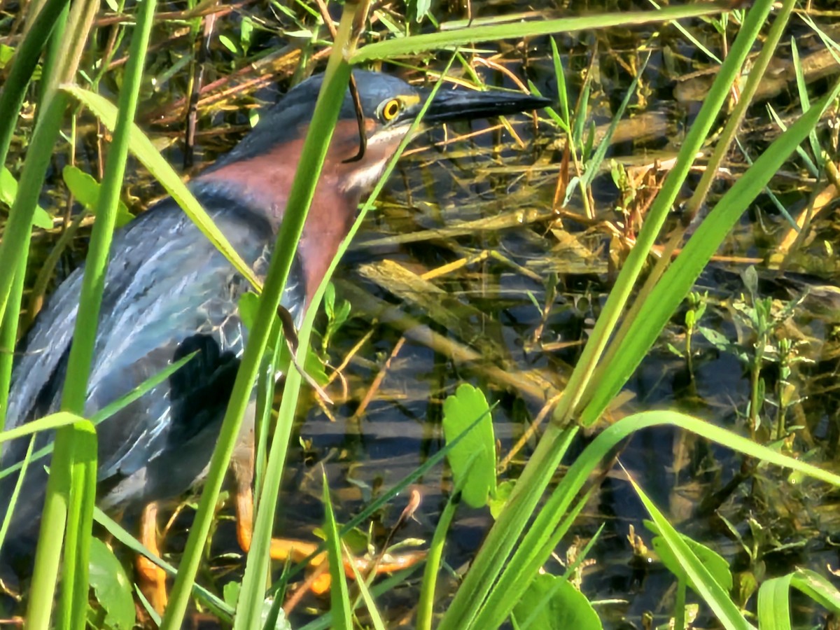 Green Heron - ML619766738