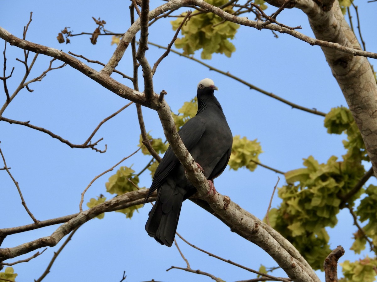 White-crowned Pigeon - ML619766759