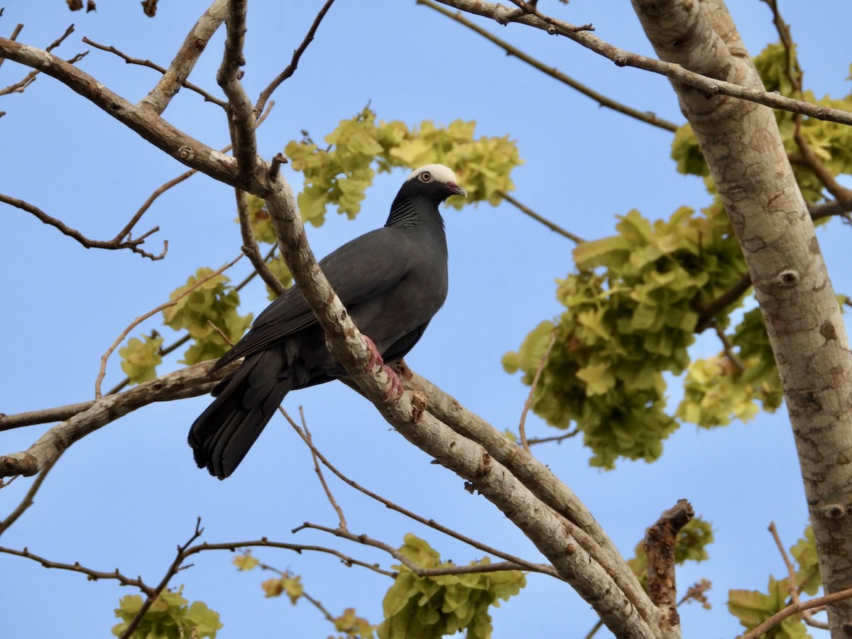 White-crowned Pigeon - ML619766760