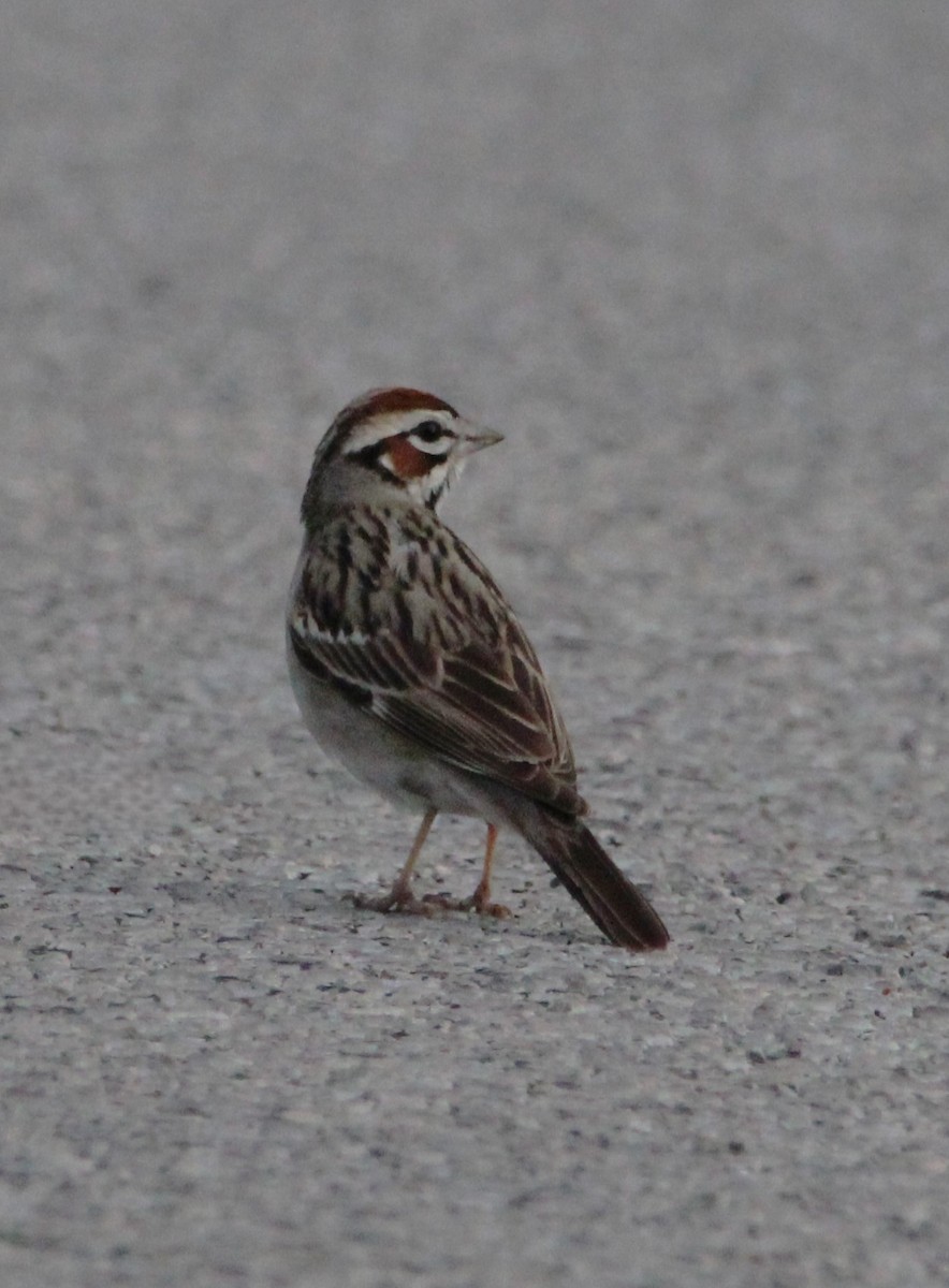 Lark Sparrow - NE Ohio Duck Tracker - JUDY   ( ')>