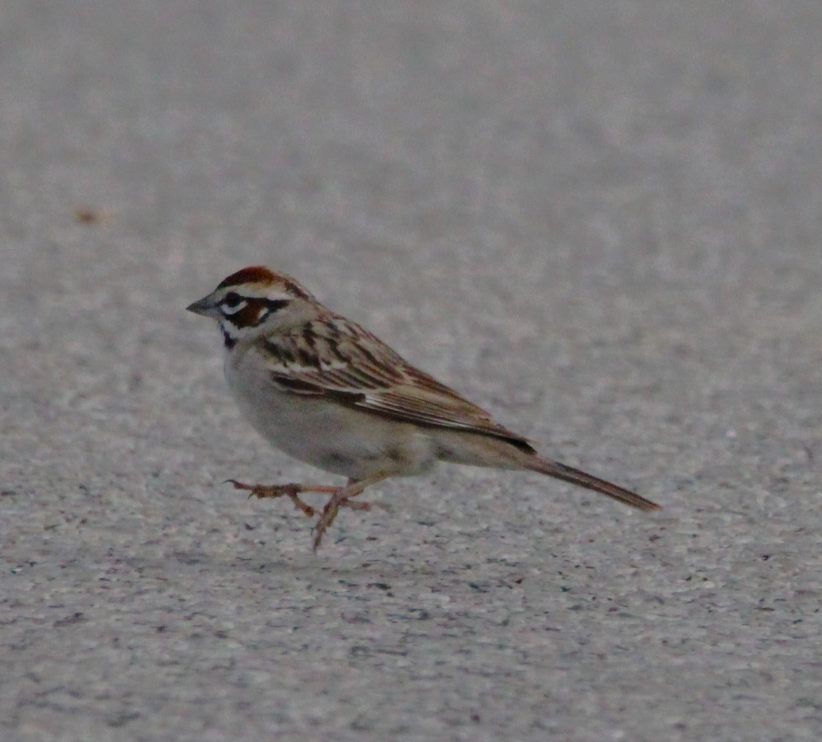 Lark Sparrow - ML619766777