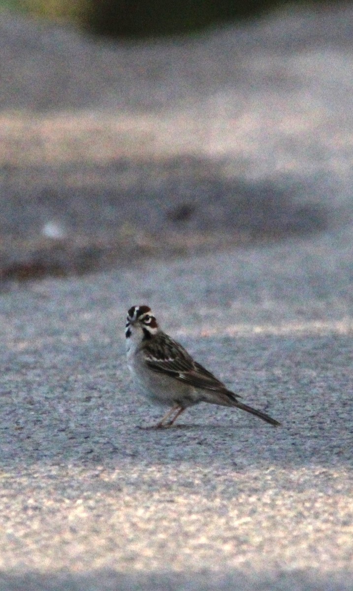 Lark Sparrow - ML619766780