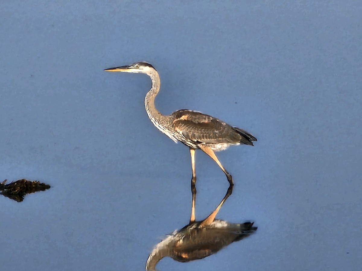 Great Blue Heron - ML619766786