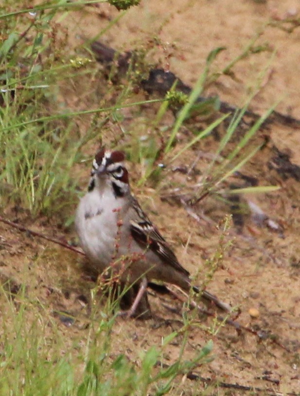 Lark Sparrow - NE Ohio Duck Tracker - JUDY   ( ')>