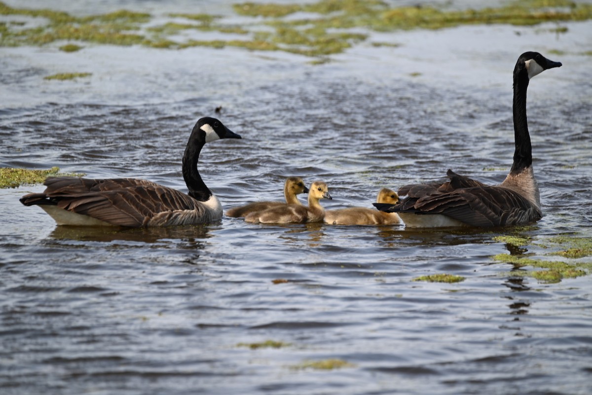 Canada Goose - ML619766790