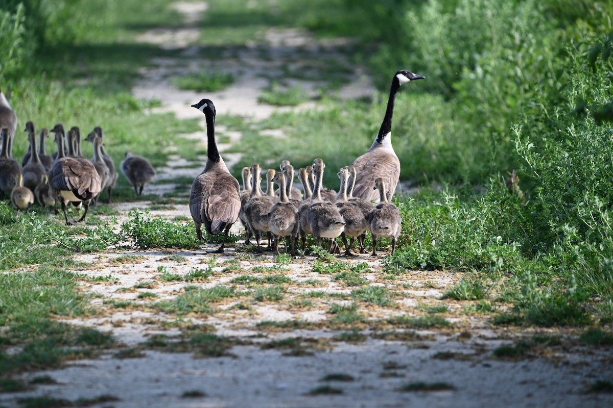 Canada Goose - ML619766791