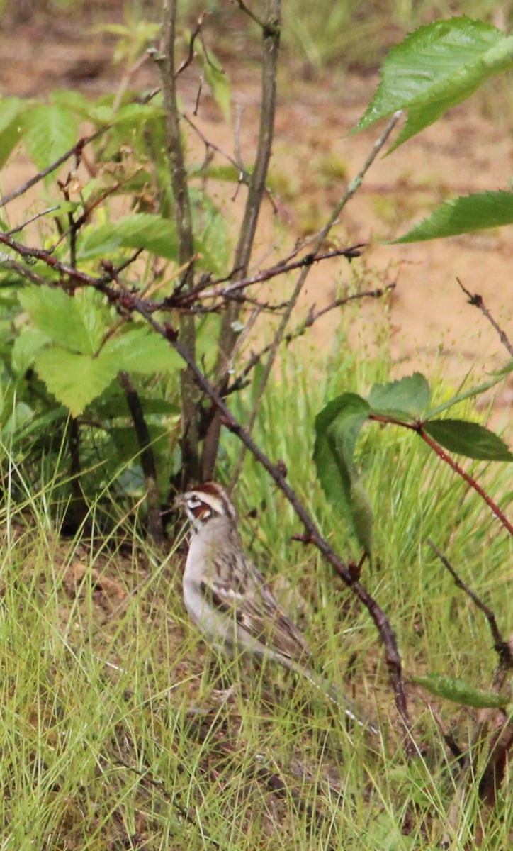 Lark Sparrow - ML619766792