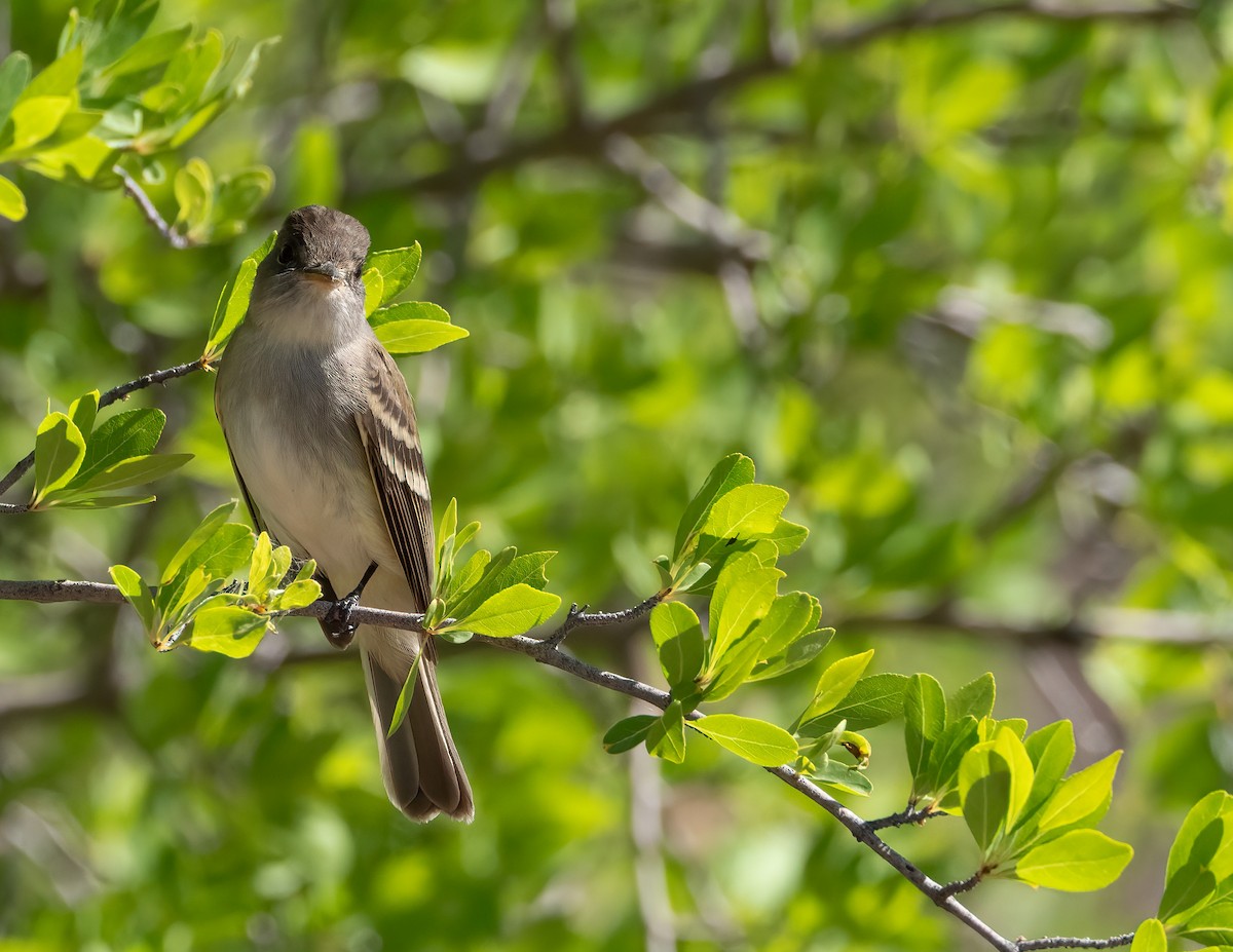 Western Wood-Pewee - ML619766804