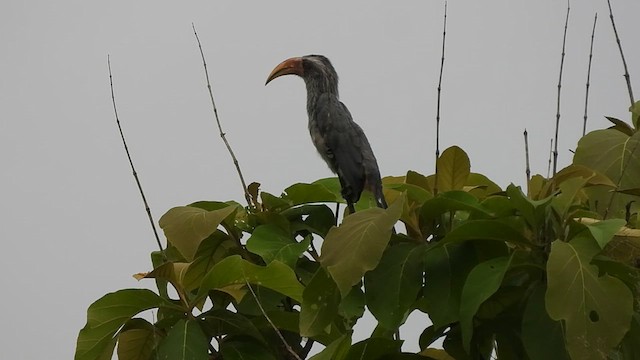 Malabar Gray Hornbill - ML619766824