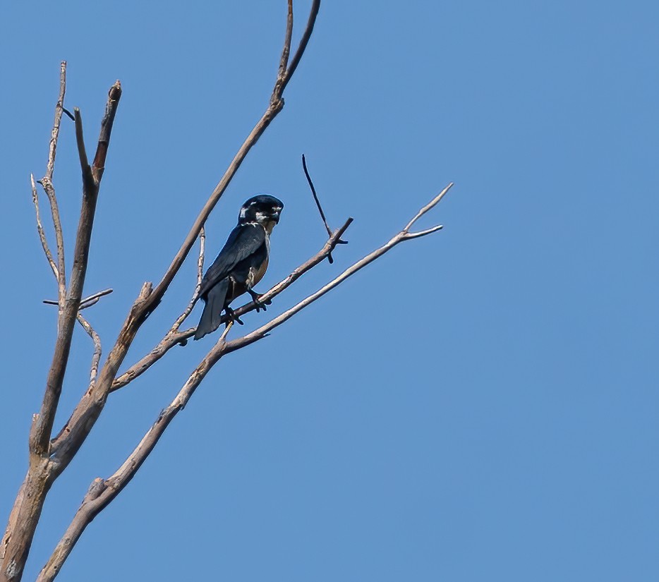 Black-thighed Falconet - ML619766840