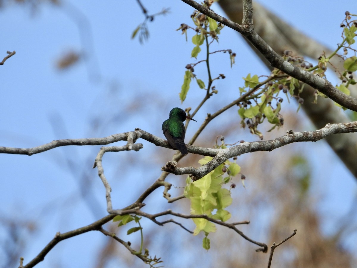 kolibřík cozumelský - ML619766853
