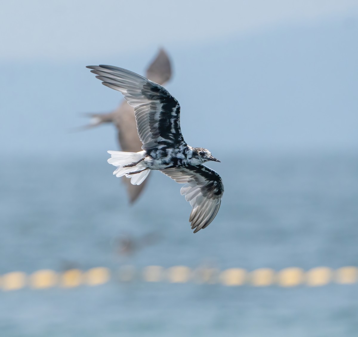 White-winged Tern - ML619766855