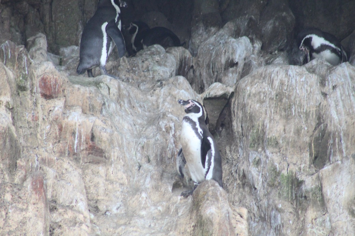 Pingüino de Humboldt - ML619766867