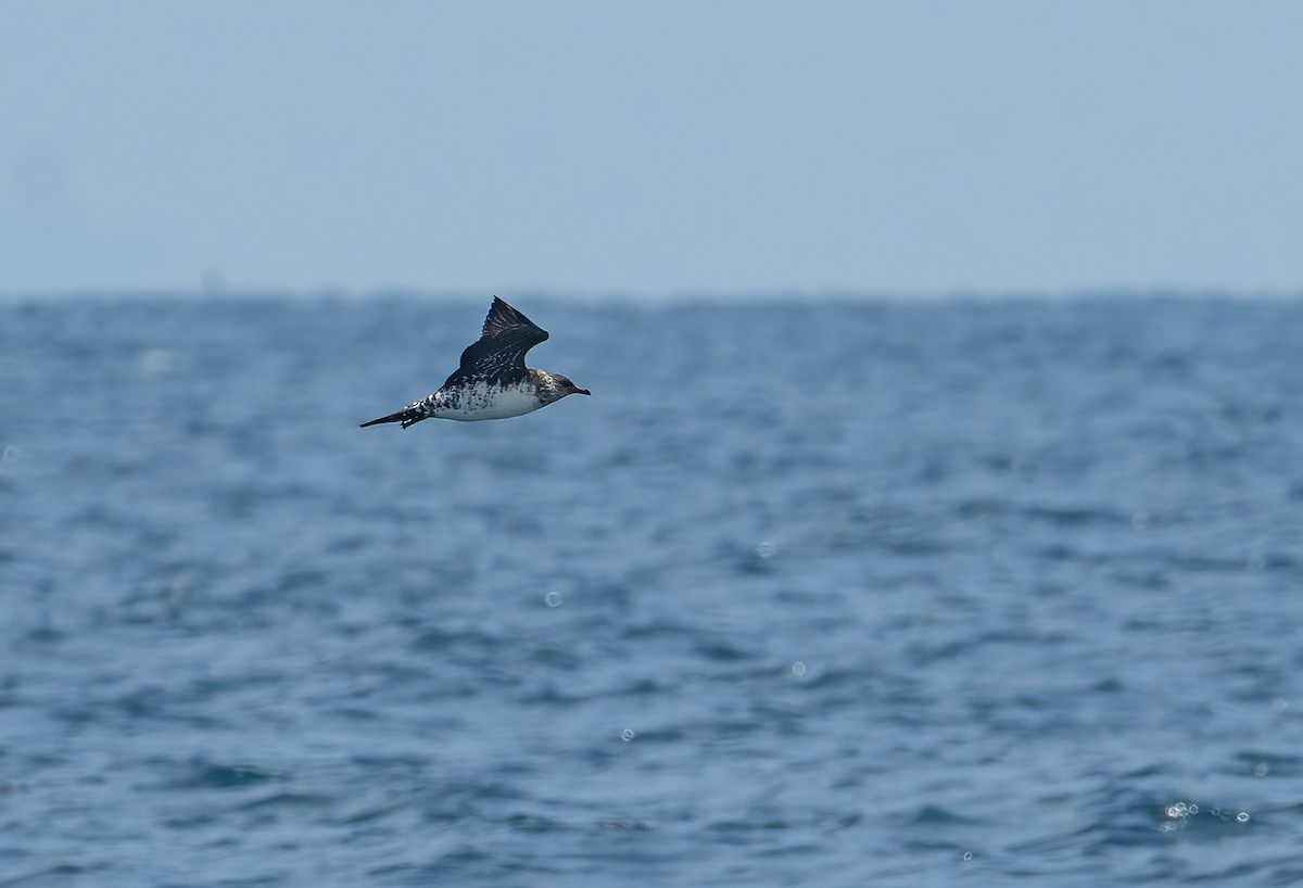 Parasitic Jaeger - ML619766890