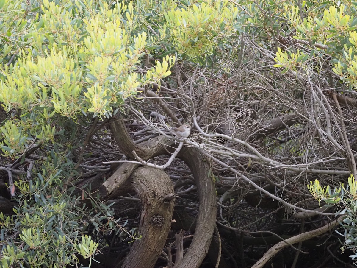 Bewick's Wren - ML619766920