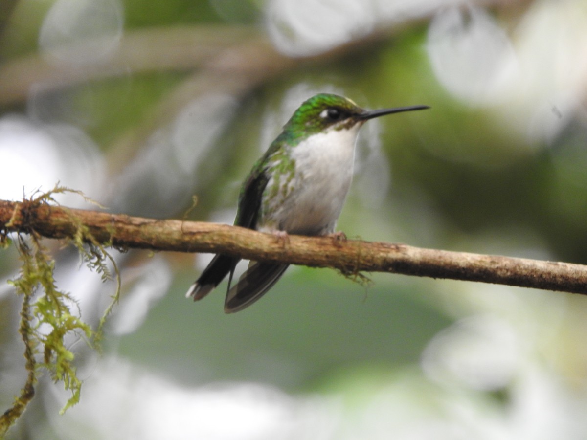 White-booted Racket-tail - ML619766927