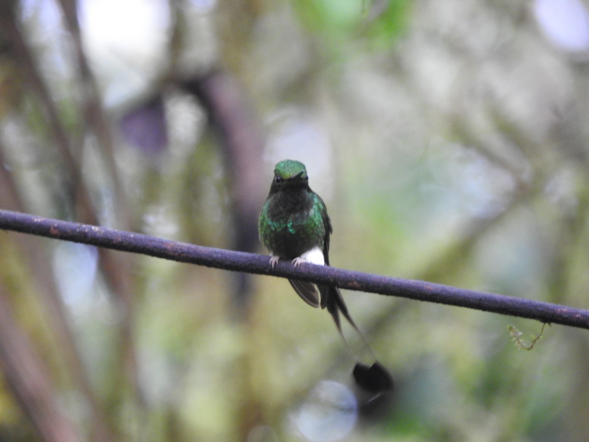 White-booted Racket-tail - ML619766937