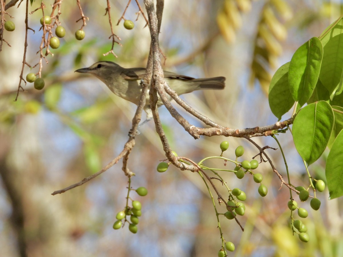 Yucatan Vireo - ML619766950