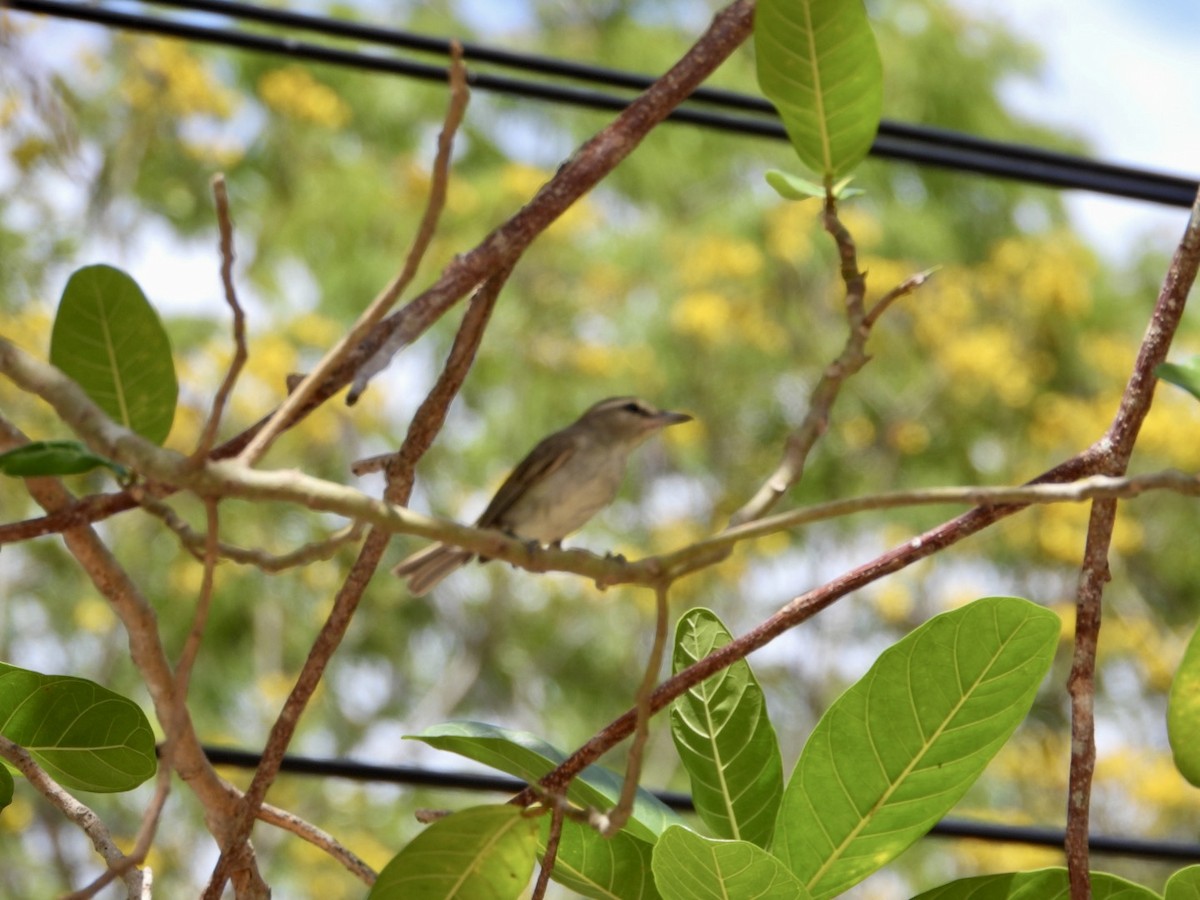 Yucatan Vireo - ML619766954