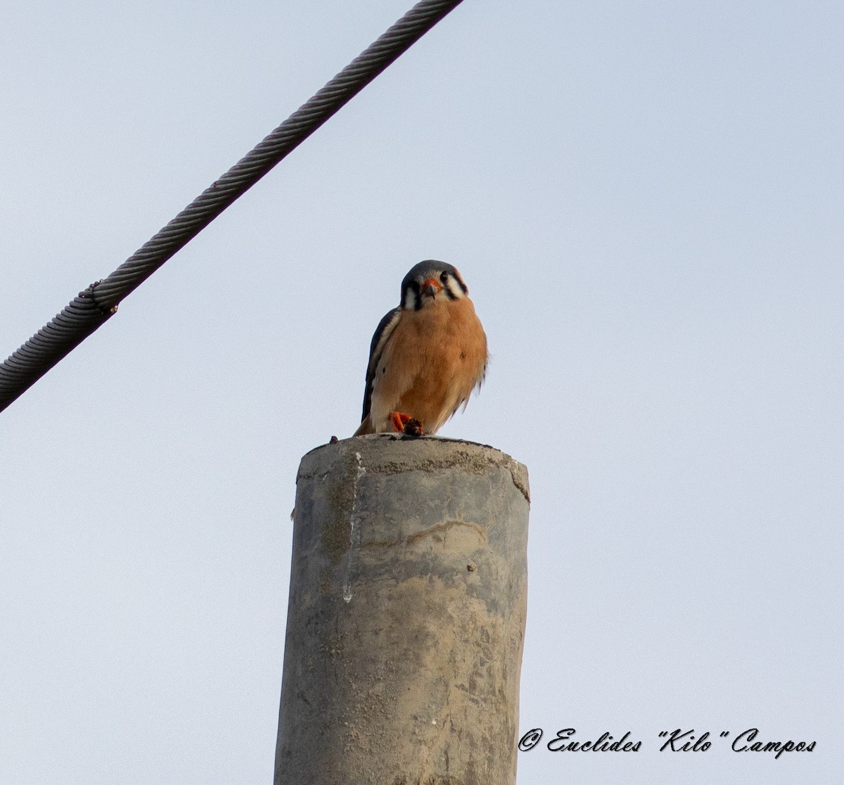 American Kestrel - ML619766957