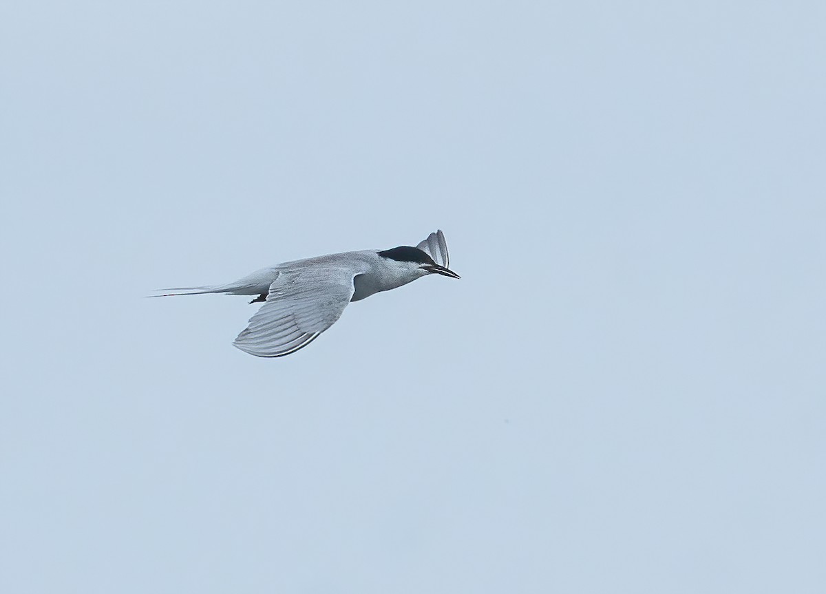 Common Tern - ML619766959