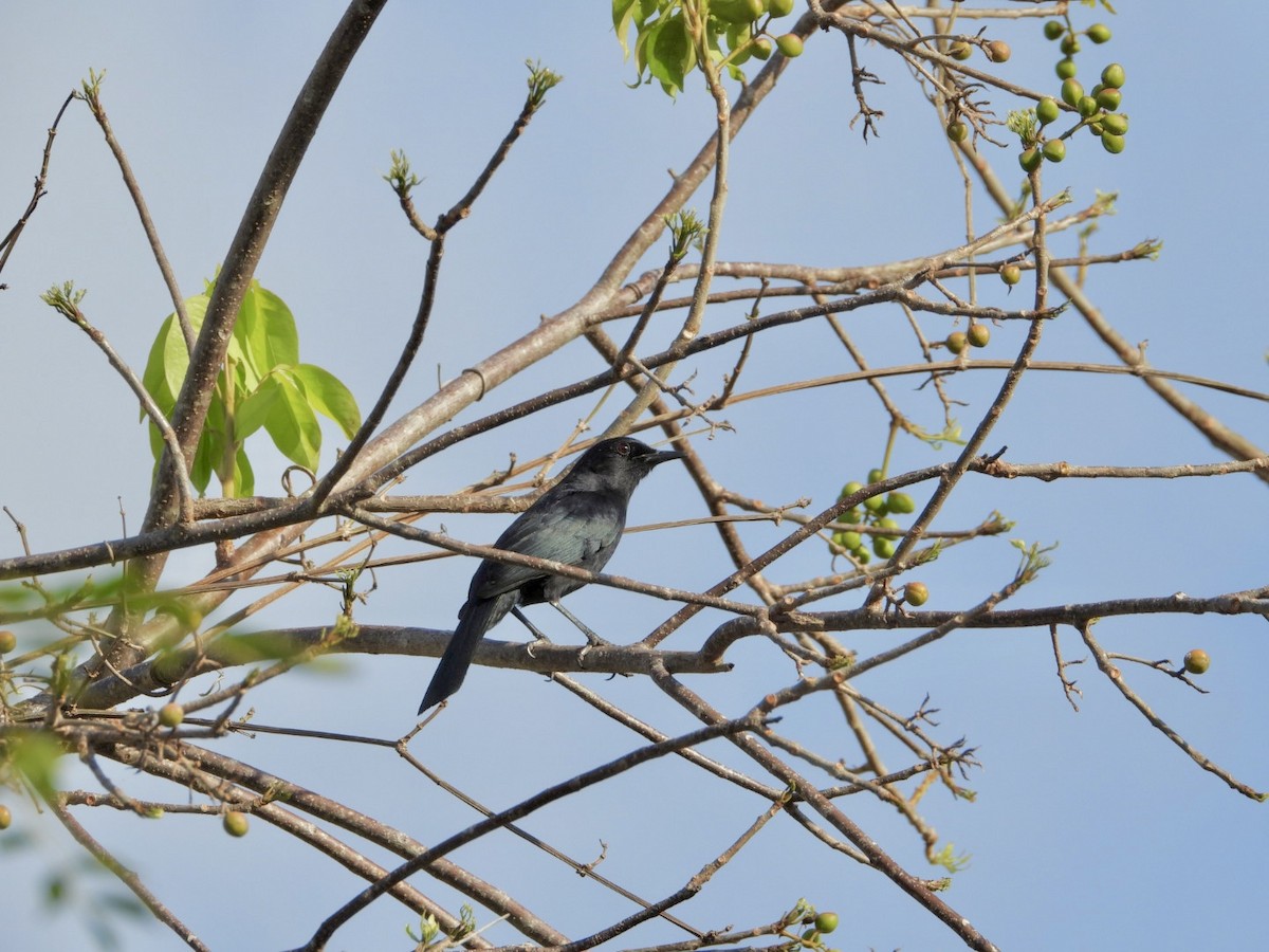 Black Catbird - ML619766967