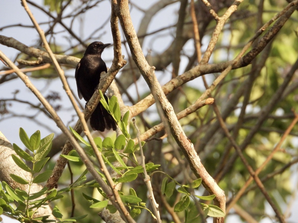 Black Catbird - ML619766969