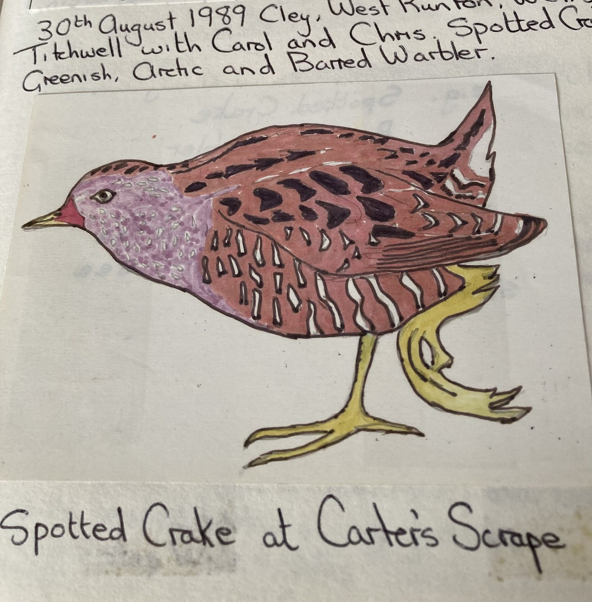 Spotted Crake - ML619766998