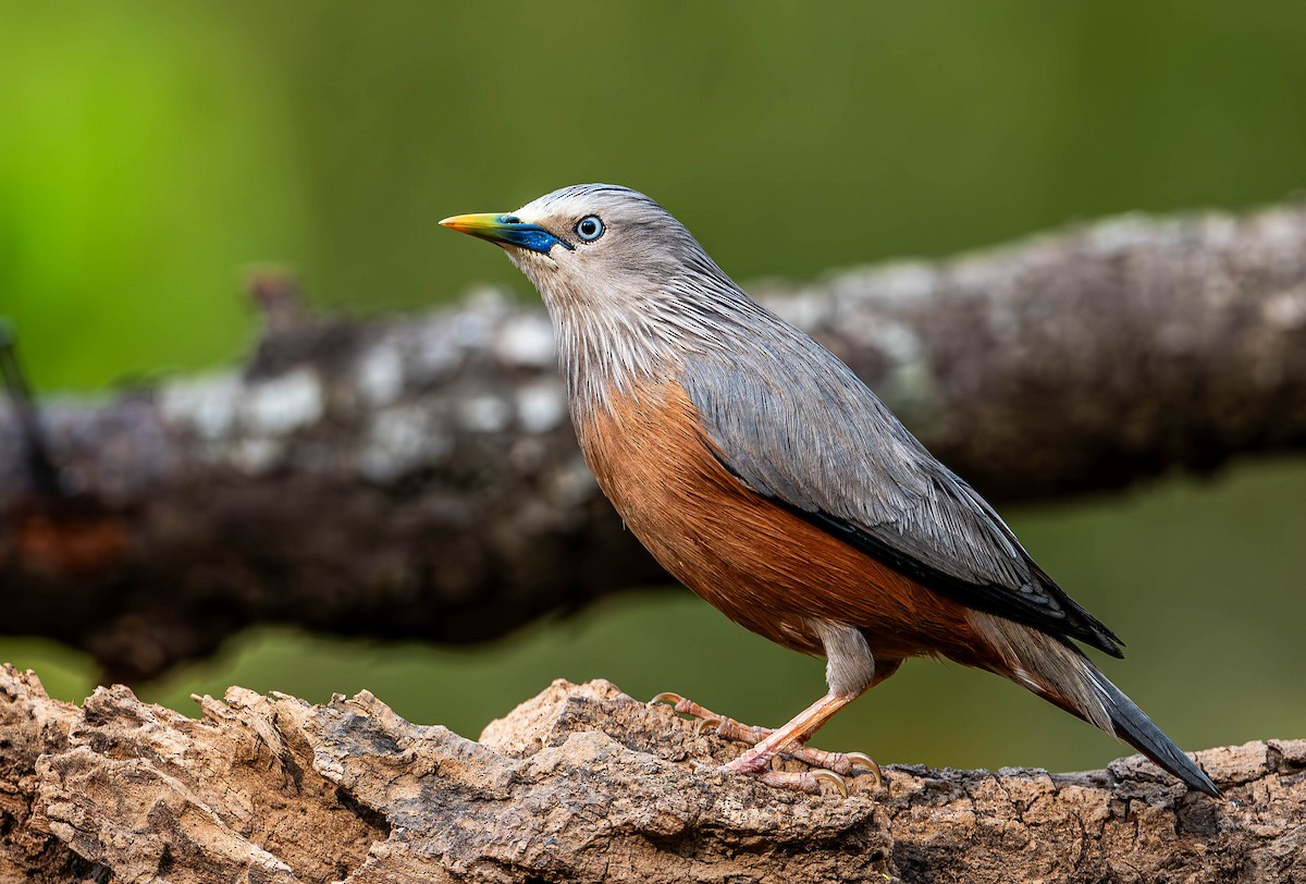 Chestnut-tailed Starling - ML619767032