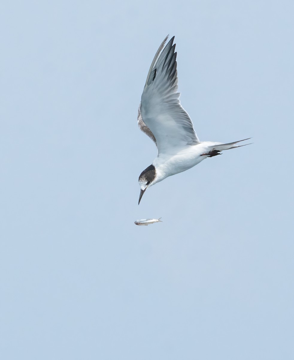 Common Tern - ML619767033