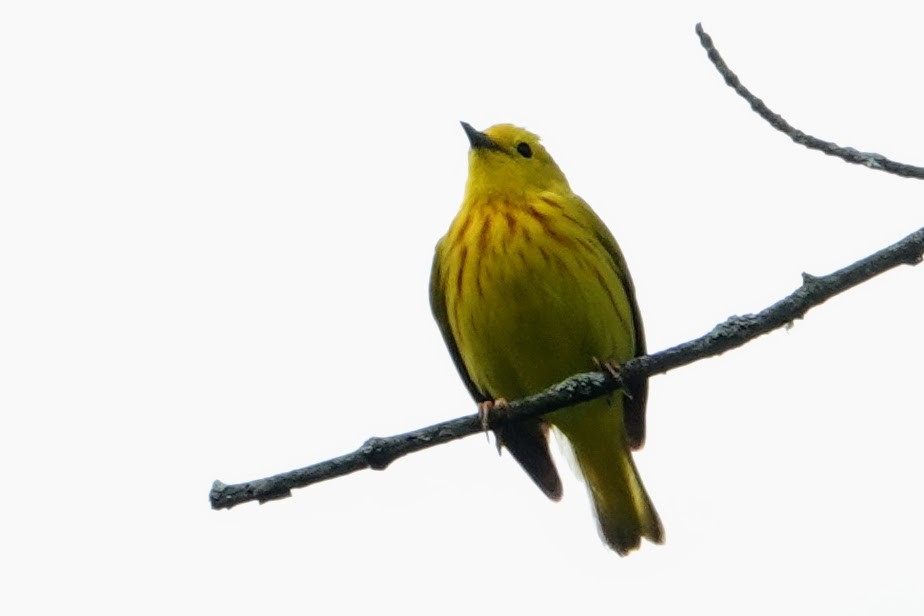 Yellow Warbler - Linda Hamp