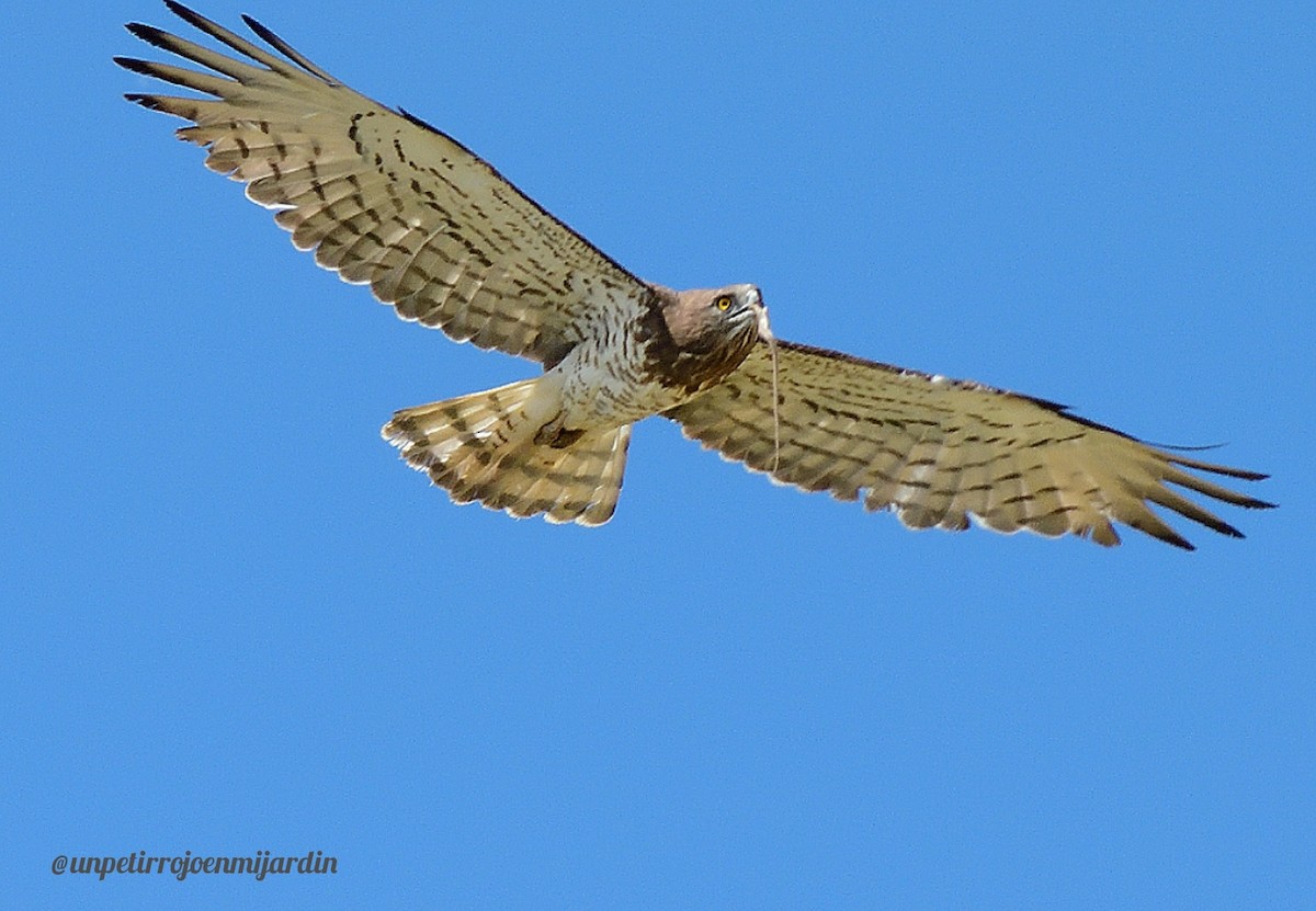 Short-toed Snake-Eagle - ML619767101