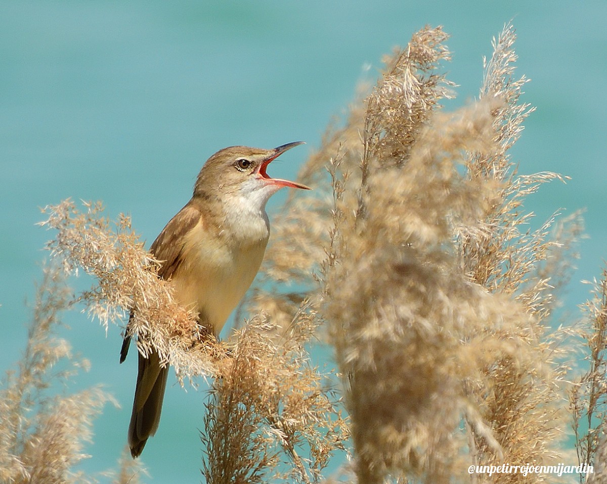 Great Reed Warbler - ML619767110