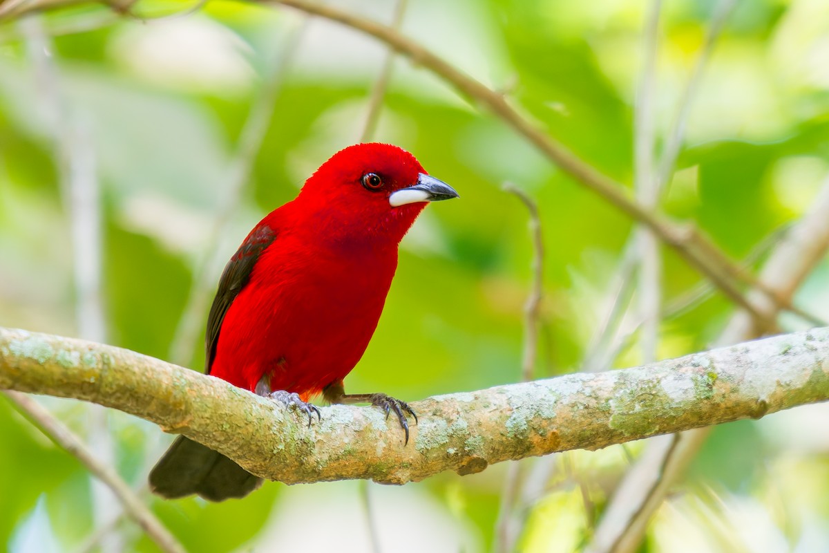 Brazilian Tanager - ML619767122