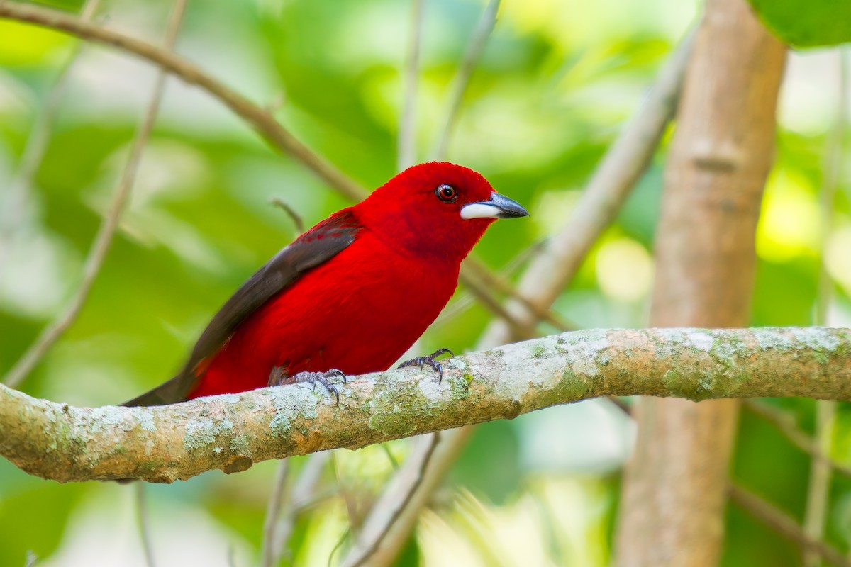 Brazilian Tanager - ML619767125