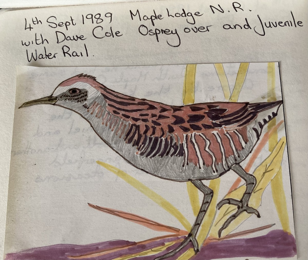 Water Rail - ML619767130