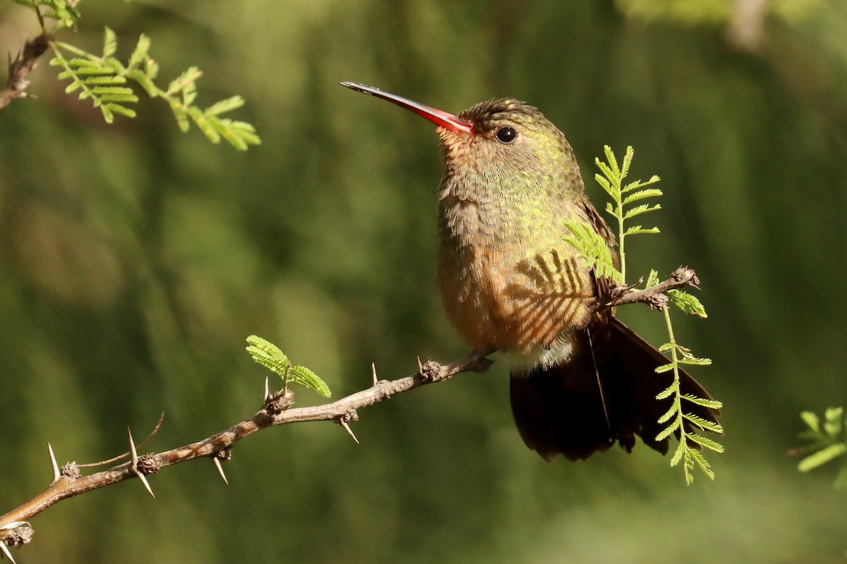 kolibřík zlacený - ML619767147