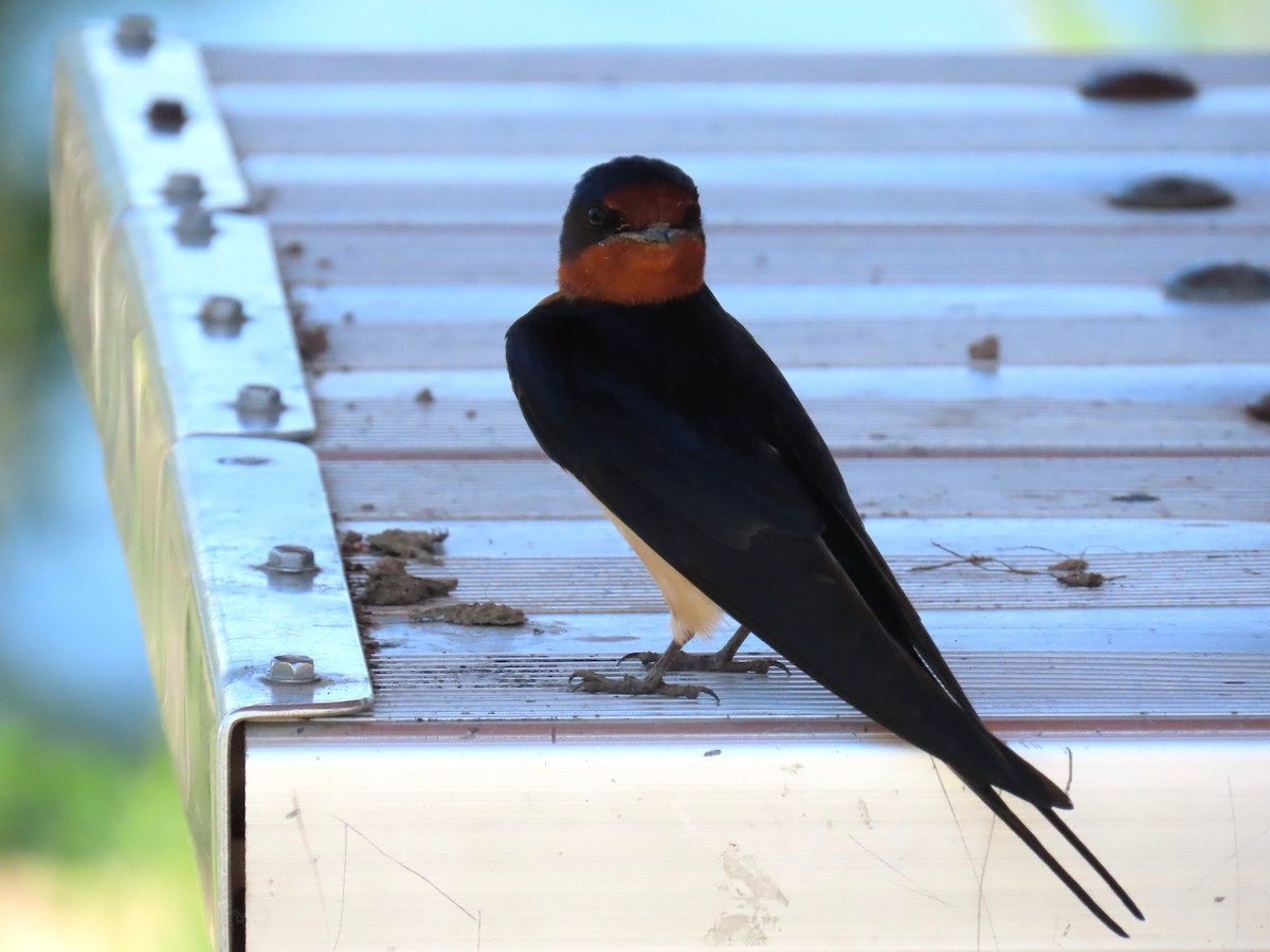 Barn Swallow - ML619767188