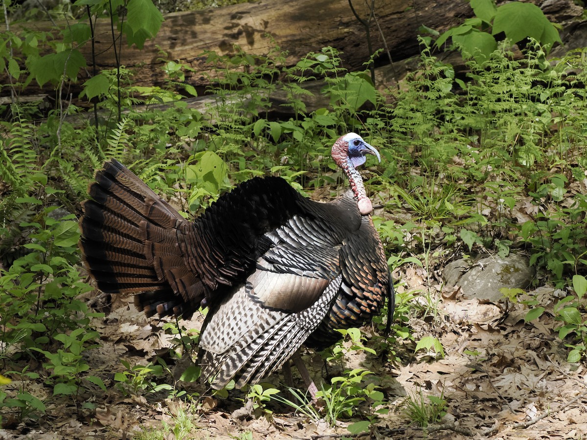 Wild Turkey - ML619767198