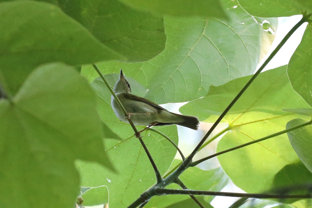 Pale-legged Leaf Warbler - ML619767207
