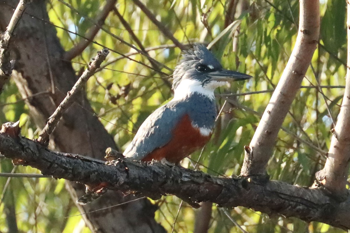 Ringed Kingfisher - ML619767208