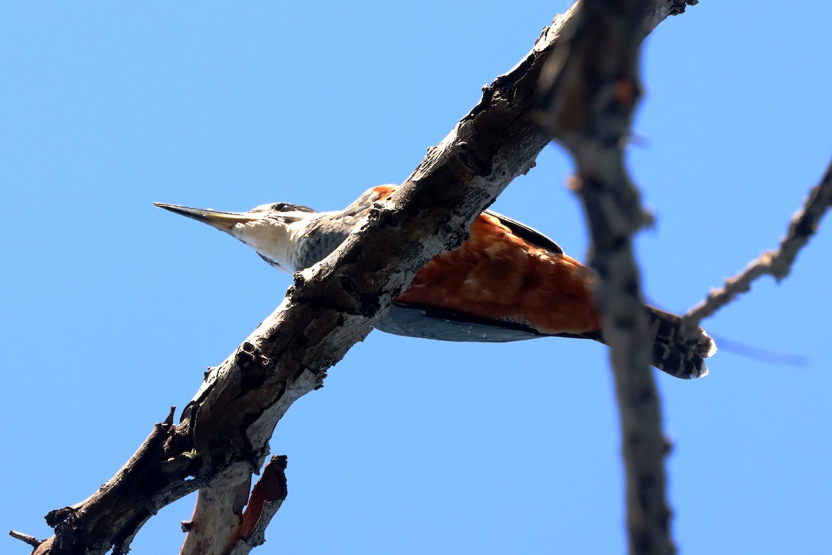 Ringed Kingfisher - ML619767210