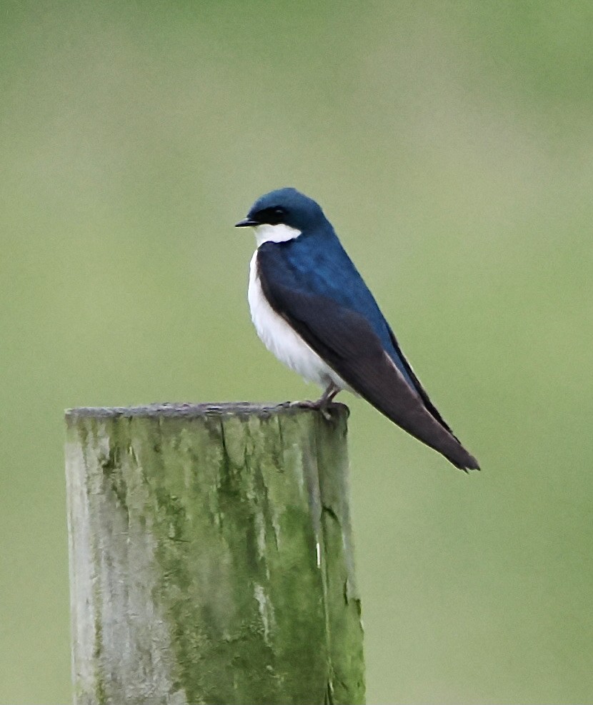 Tree Swallow - ML619767222